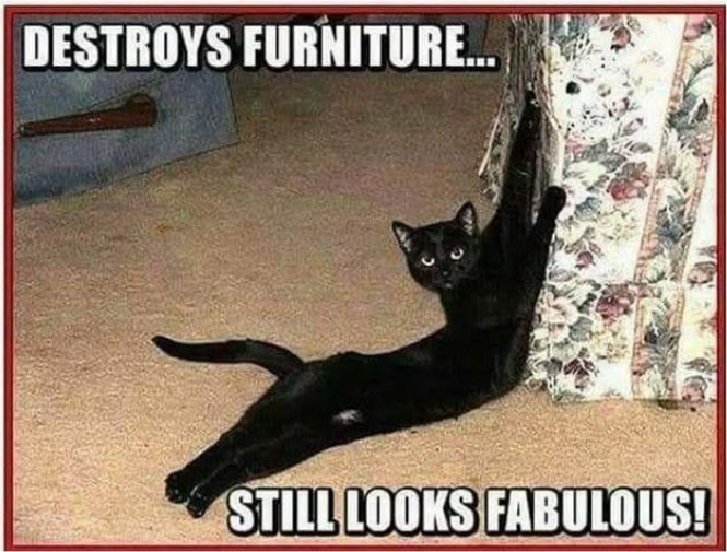 caturday fab majorgeeks.jpg